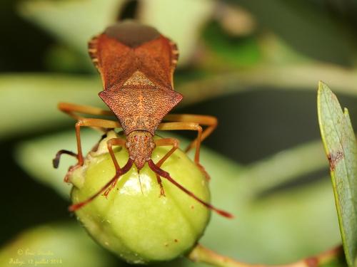 Gonocerus acuteangulatus