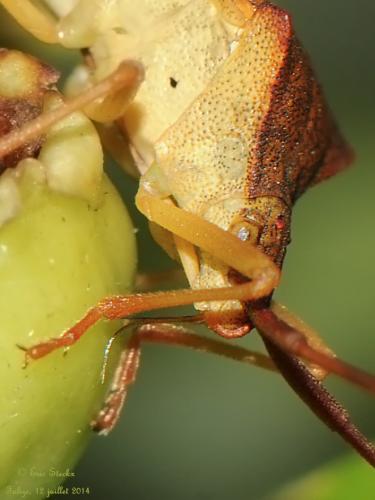 Gonocerus acuteangulatus