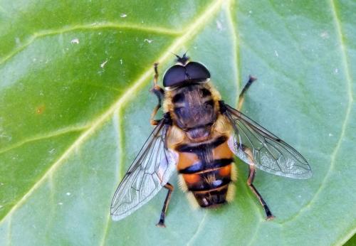 Réf. 123 566 : Myathropa florea