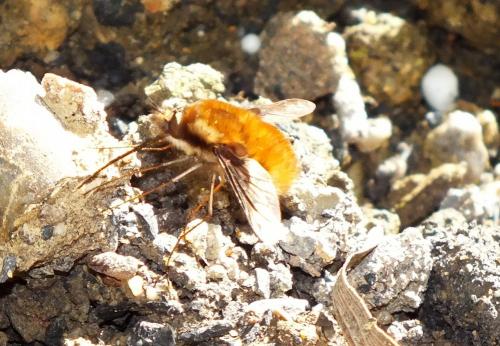 Bombylius major