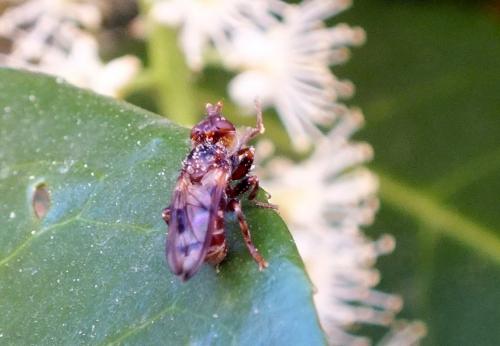 Myopa sp.