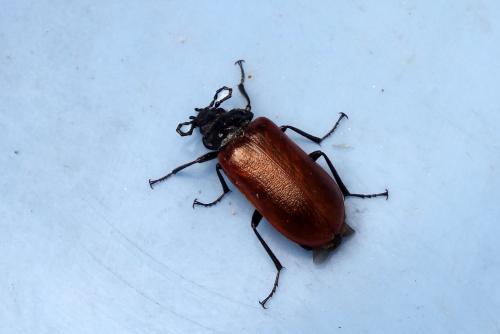 Omophlus rugosicollis