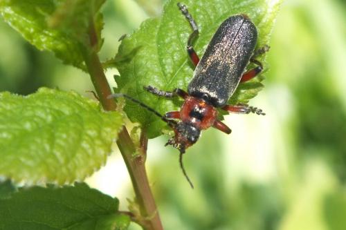 Cantharis rustica
