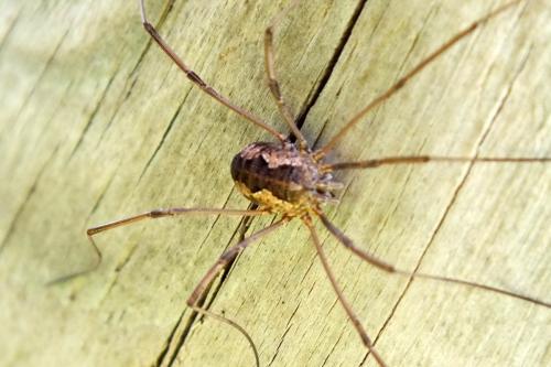 Réf. 123 570 : Phalangium opilio