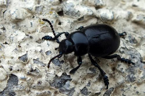 Timarcha goettingensis