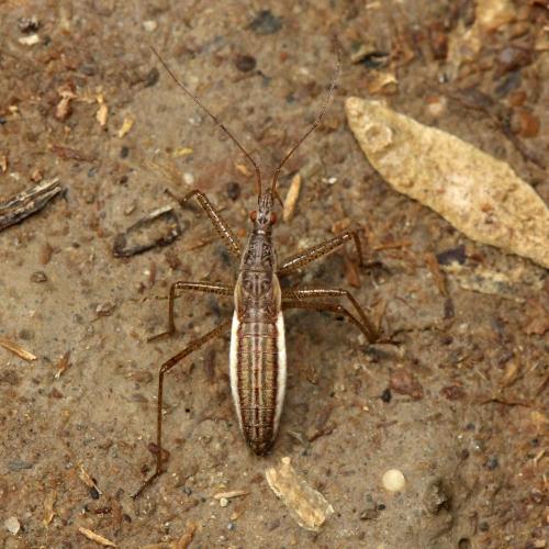 Réf. 123 599 : Nabis lineatus