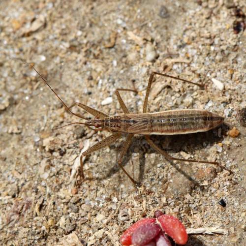 Réf. 123 601 : Nabis lineatus