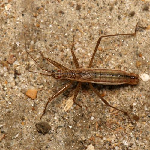 Réf. 123 600 : Nabis lineatus