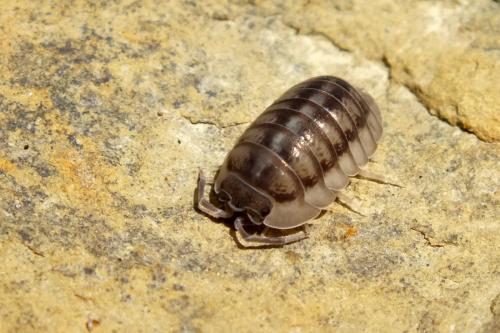 Réf. 123 900 : Armadillidium nasatum