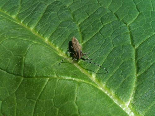 Agapanthia villosoviridescens