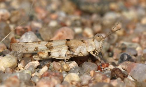 Sphingonotus uvarovi