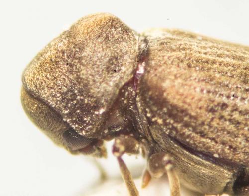 Anobium sp.