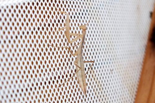 Mantis religiosa
