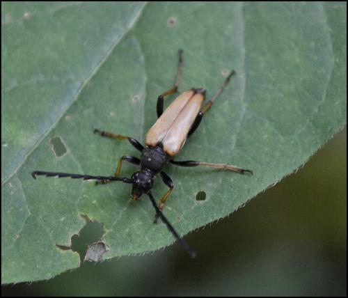 Réf. 123 124 : Stictoleptura rubra