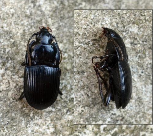 Abax ovalis
