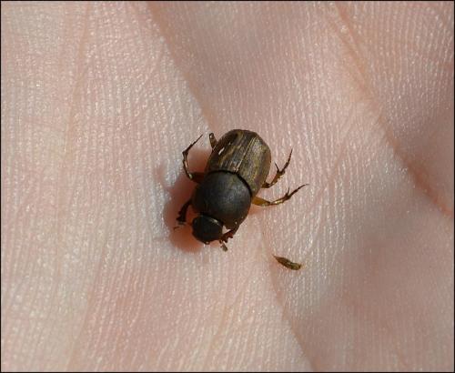Réf. 123 125 : Euoniticellus fulvus