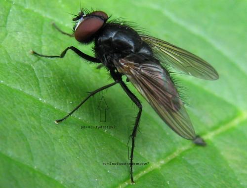 Réf. 123 496 : Hydrotaea similis