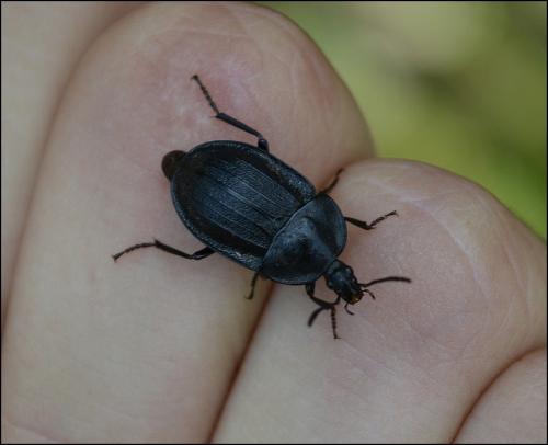 Phosphuga atrata