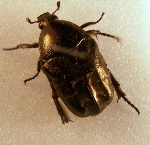 Réf. 123 329 : Potosia cuprea