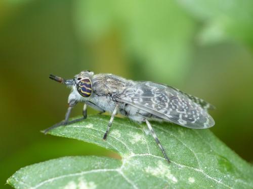 Haematopota pluvialis