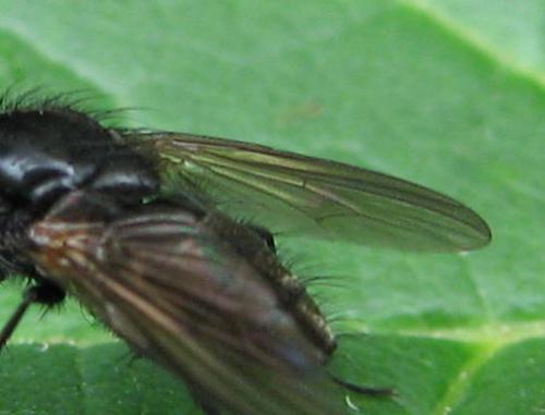 Réf. 123 498 : Hydrotaea similis