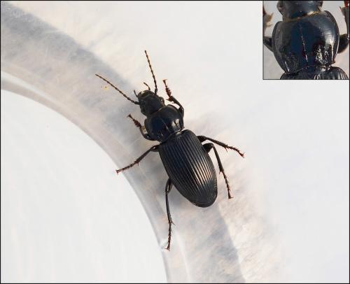 Pterostichus melanarius