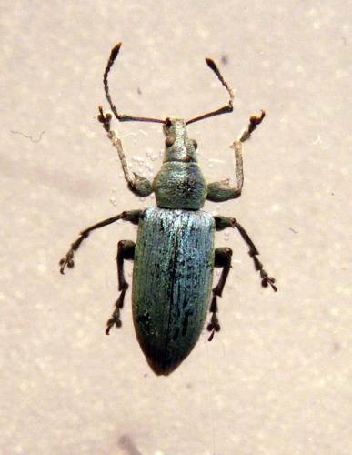Réf. 123 744 : Phyllobius pomaceus