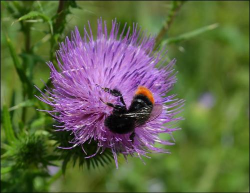 Bombus sp.