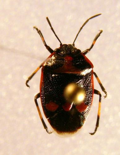 Eurydema oleracea