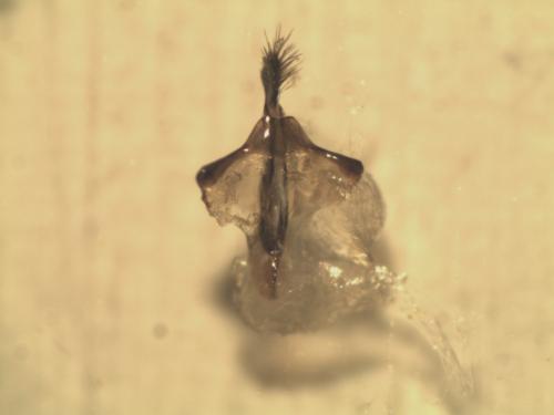 Réf. 123 072 : Colletes daviesanus