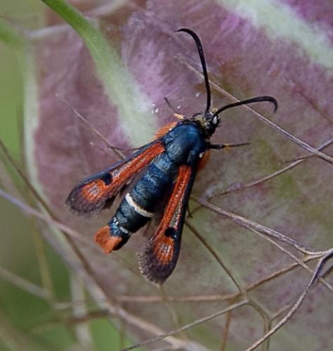 Réf. 123 402 : Pyropteron chrysidiformis