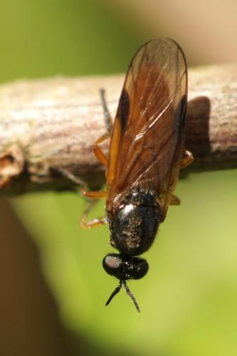 Beris vallata