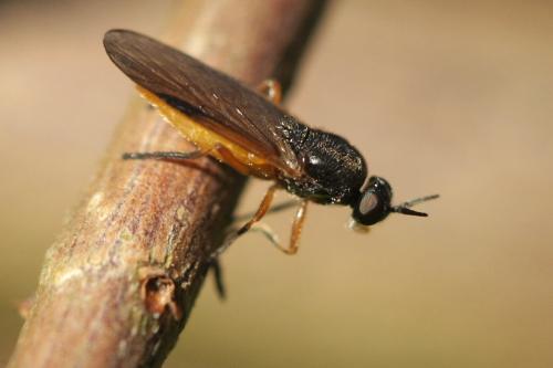 Beris vallata