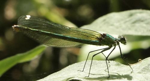 Calopteryx splendens