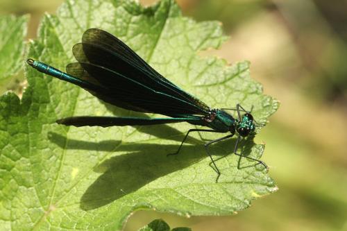 Réf. 123 343 : Calopteryx virgo