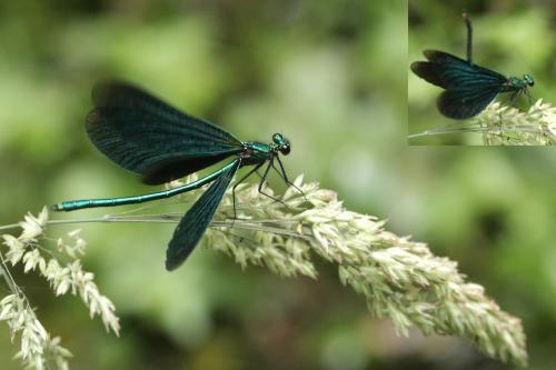 Calopteryx virgo