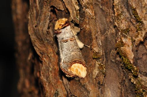 Réf. 123 388 : Phalera bucephala