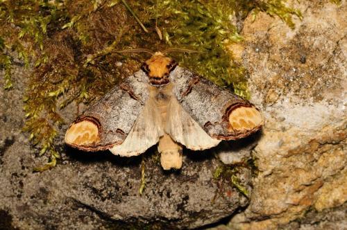 Phalera bucephala