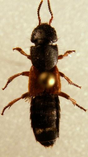 Réf. 123 665 : Platydracus stercorarius