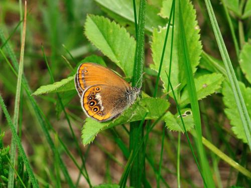 Réf. 123 382 : Coenonympha hero