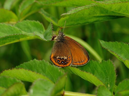 Réf. 123 022 : Coenonympha hero