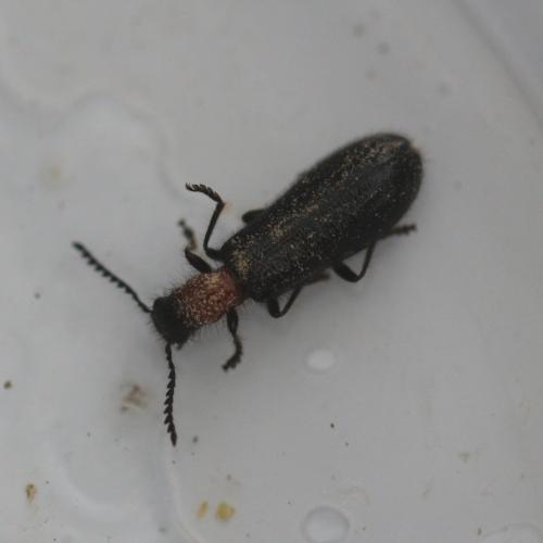 Réf. 123 048 : Tillus elongatus