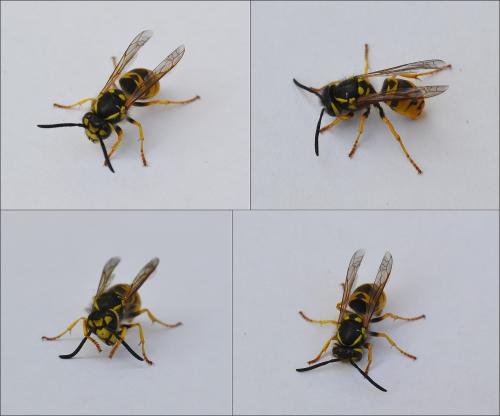Réf. 123 114 : Vespula sp.