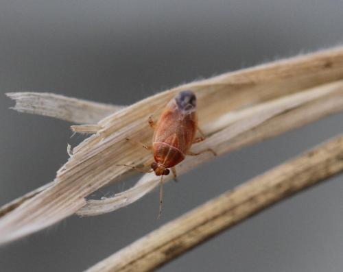 Agnocoris sp.