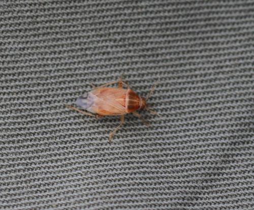 Agnocoris sp.