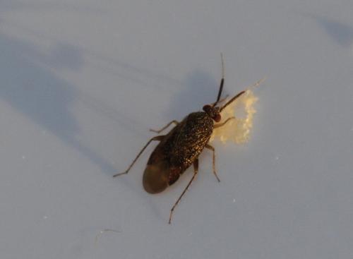 Atractotomus sp.