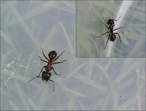Camponotus ligniperda