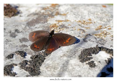 Erebia meolans