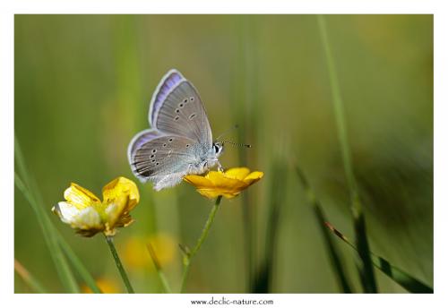 Réf. 123 391 : Cyaniris semiargus
