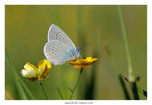 Réf. 123 392 : Cyaniris semiargus